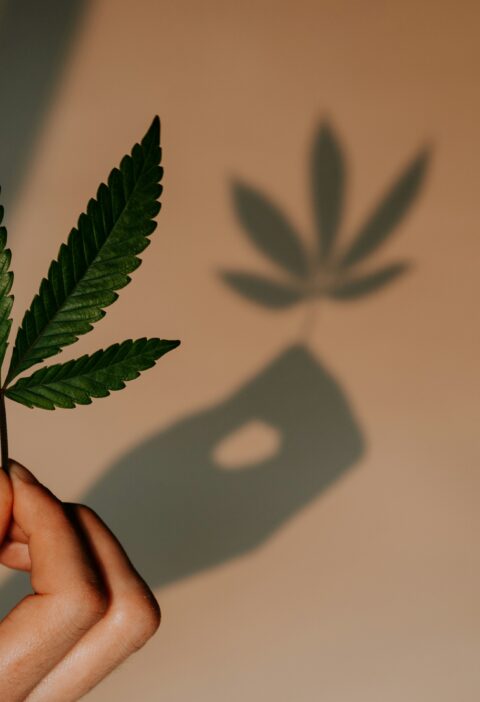 Cannabisblatt vor Wand mit Schatten